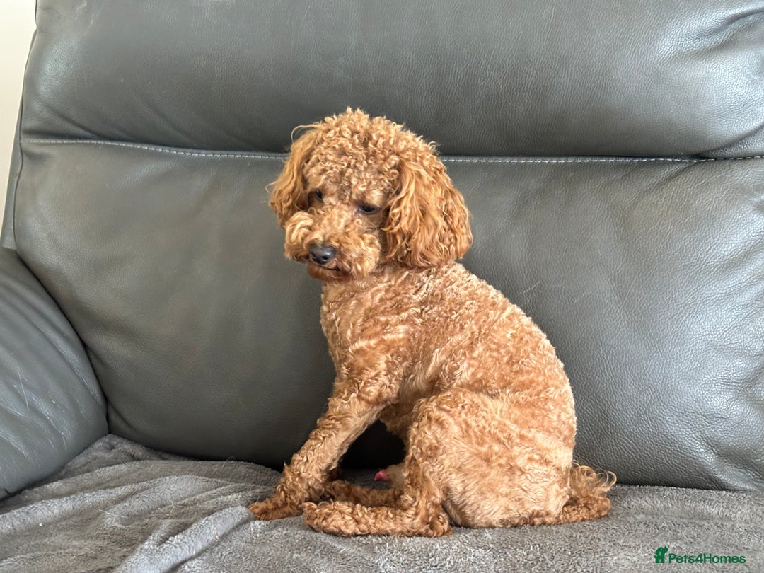 Toy Poodle dogs for sale: KC Toy Poodle Boy - Image 17