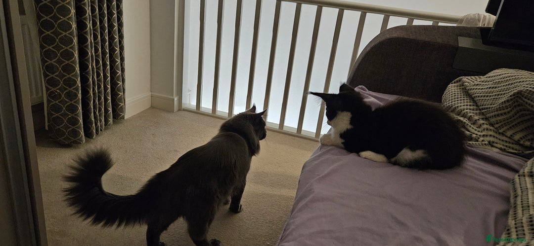 Maine Coon cats for sale: Giants TICA and GCCF Maine Coon registered  - Advert 4