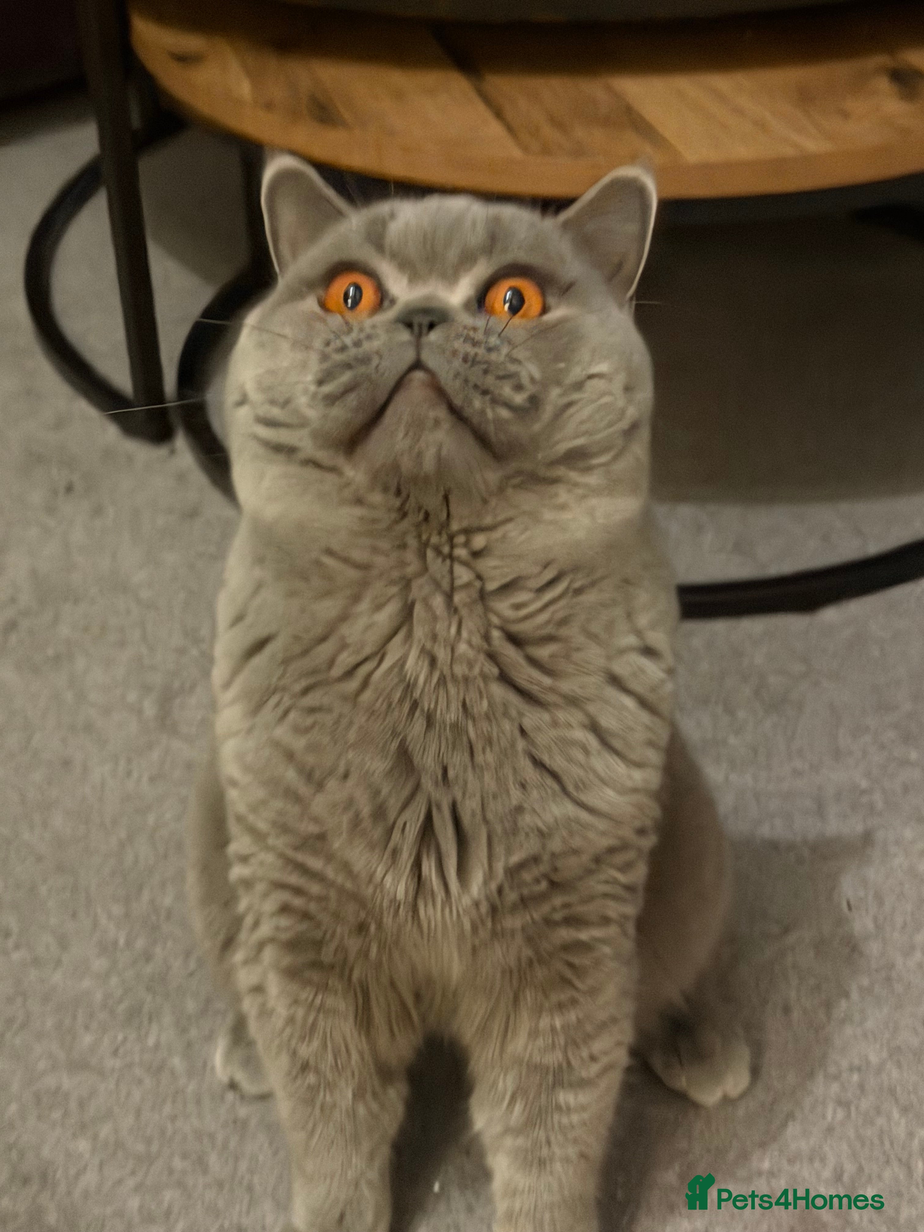 British Shorthair cats GCCF active blue British shorthair for stud  - Advert 2