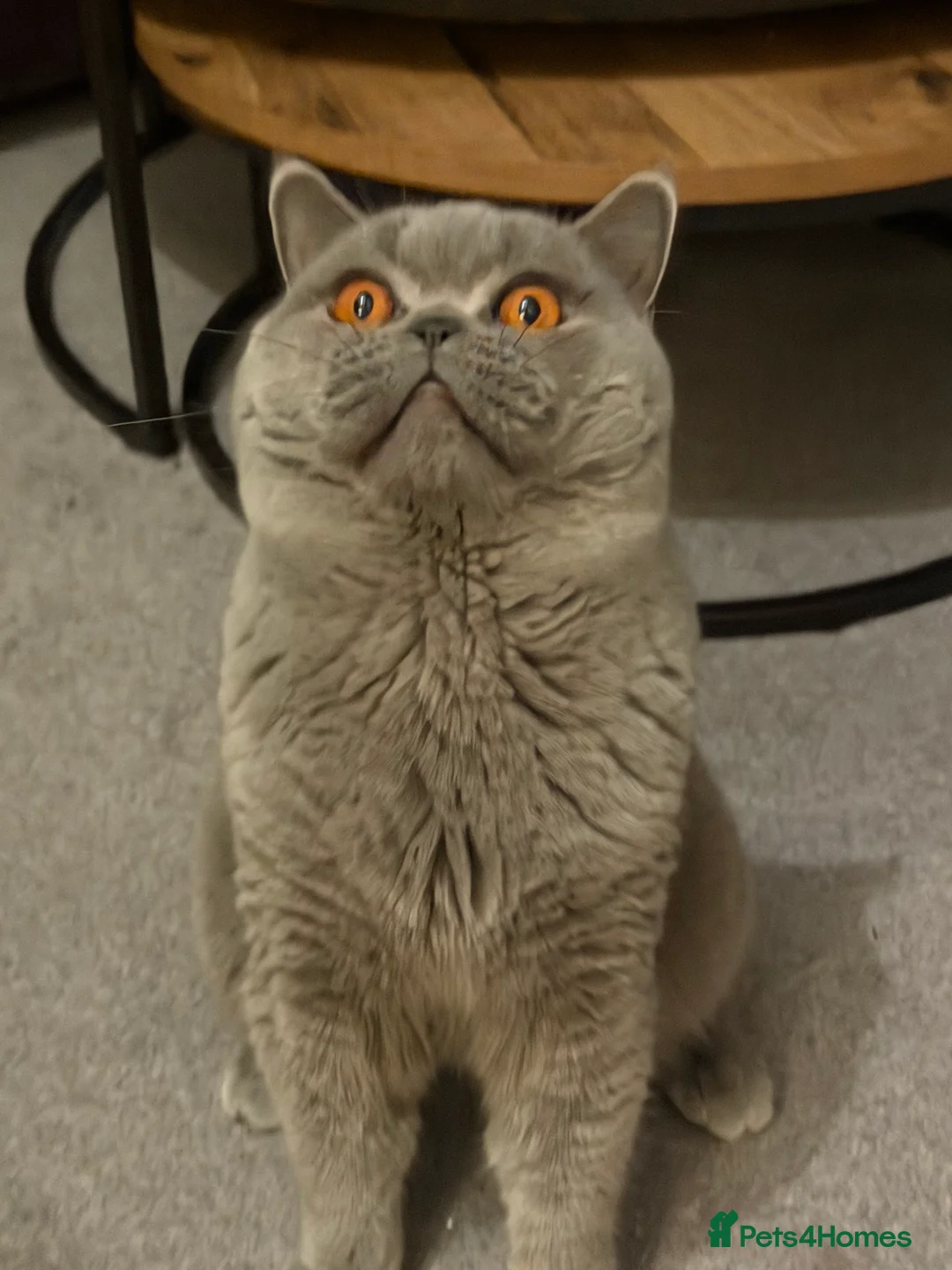 British Shorthair cats for stud: GCCF active blue British shorthair for stud  - Advert 1