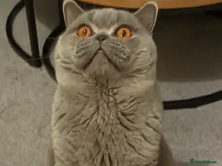 British Shorthair cats GCCF active blue British shorthair for stud - Advert 2