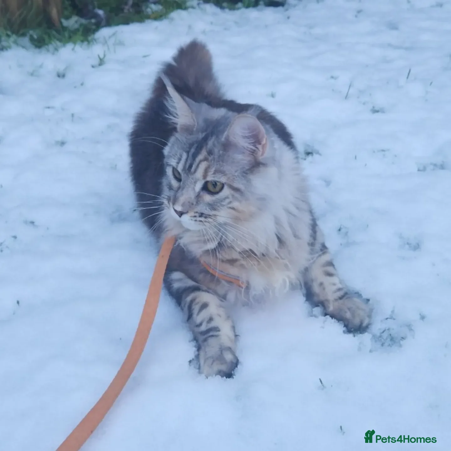 Maine Coon cats Maine coon kittens for sale  - Advert 1