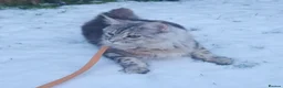 Maine Coon cats for sale: Beautiful purebred Main Coons kittens for sale  - Advert 1