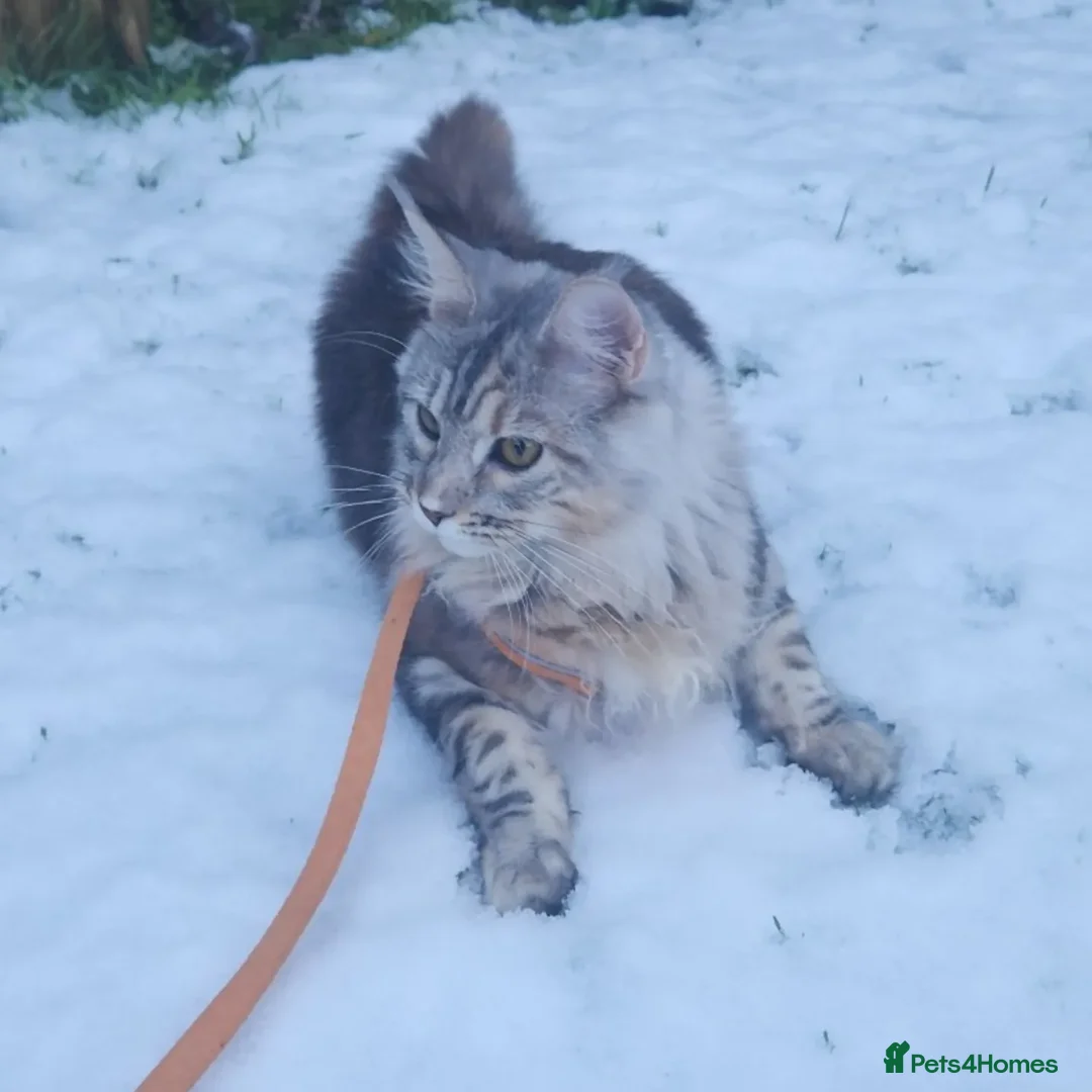 Maine Coon cats for sale: Beautiful purebred Main Coons kittens for sale  - Advert 1