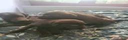Labrador Retriever dogs for sale: Chocolate Labradors - Advert 2