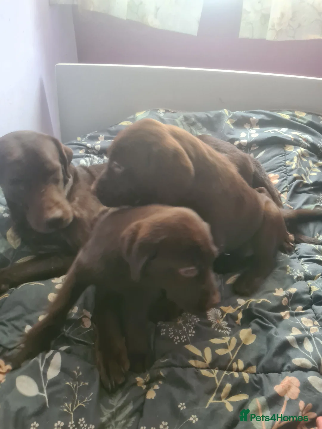 Labrador Retriever dogs for sale: Chocolate Labradors - Advert 2