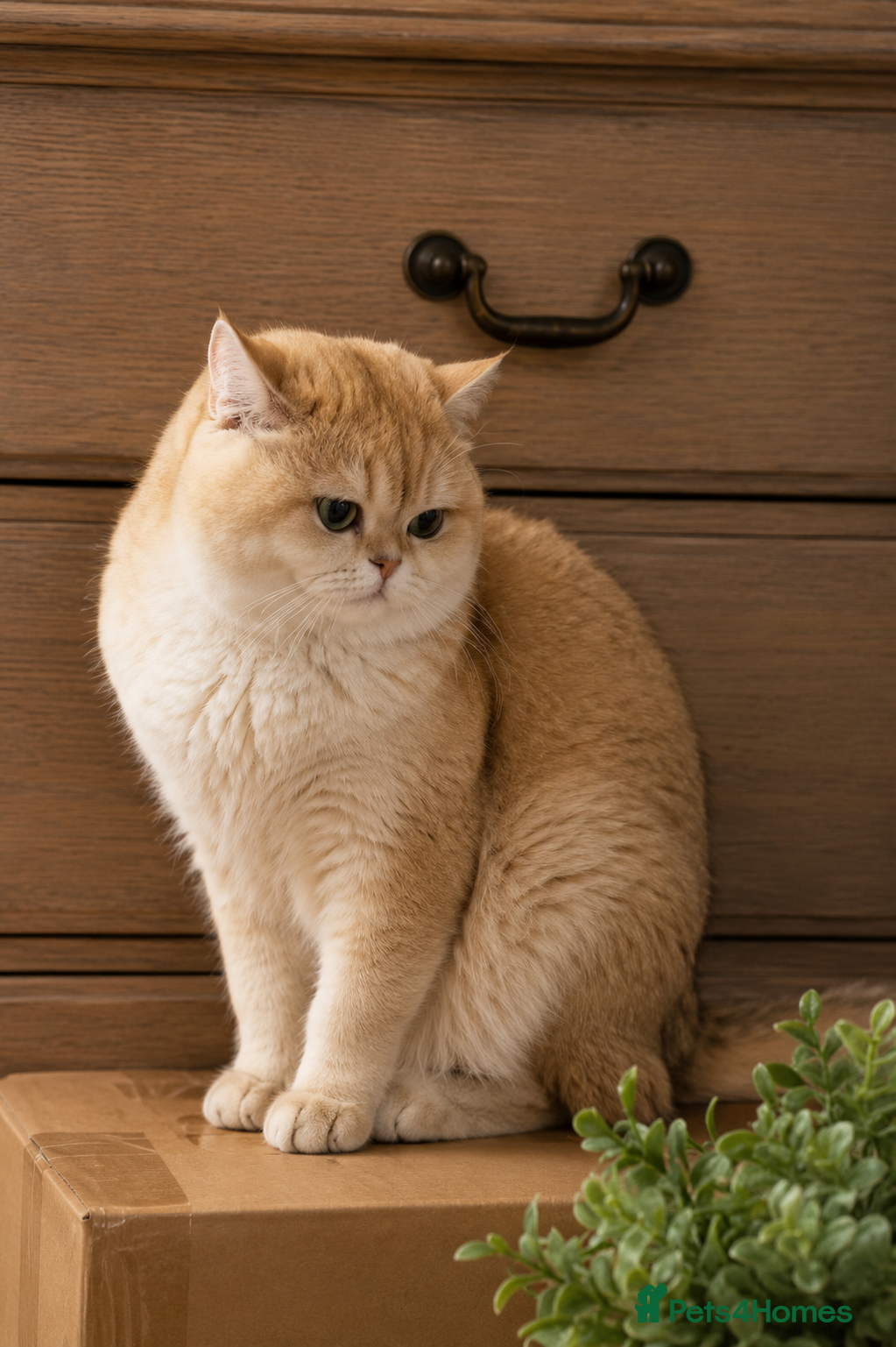 British Shorthair cats Active Registered Golden British Shorthair Boy - Advert 5