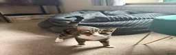 Mixed Breed cats for sale: Beautiful little girl - Advert 2