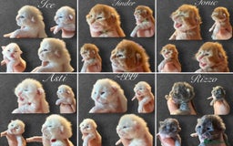 Maine Coon cats for sale: ANDERPRIDE HAVE KITTENS- INTEREST  OPEN  - Image 1