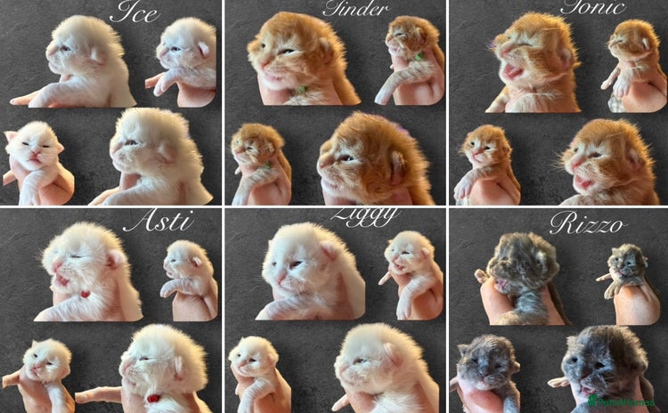 Maine Coon cats - Advert 4