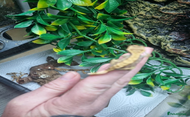 Gecko reptiles - Advert 1