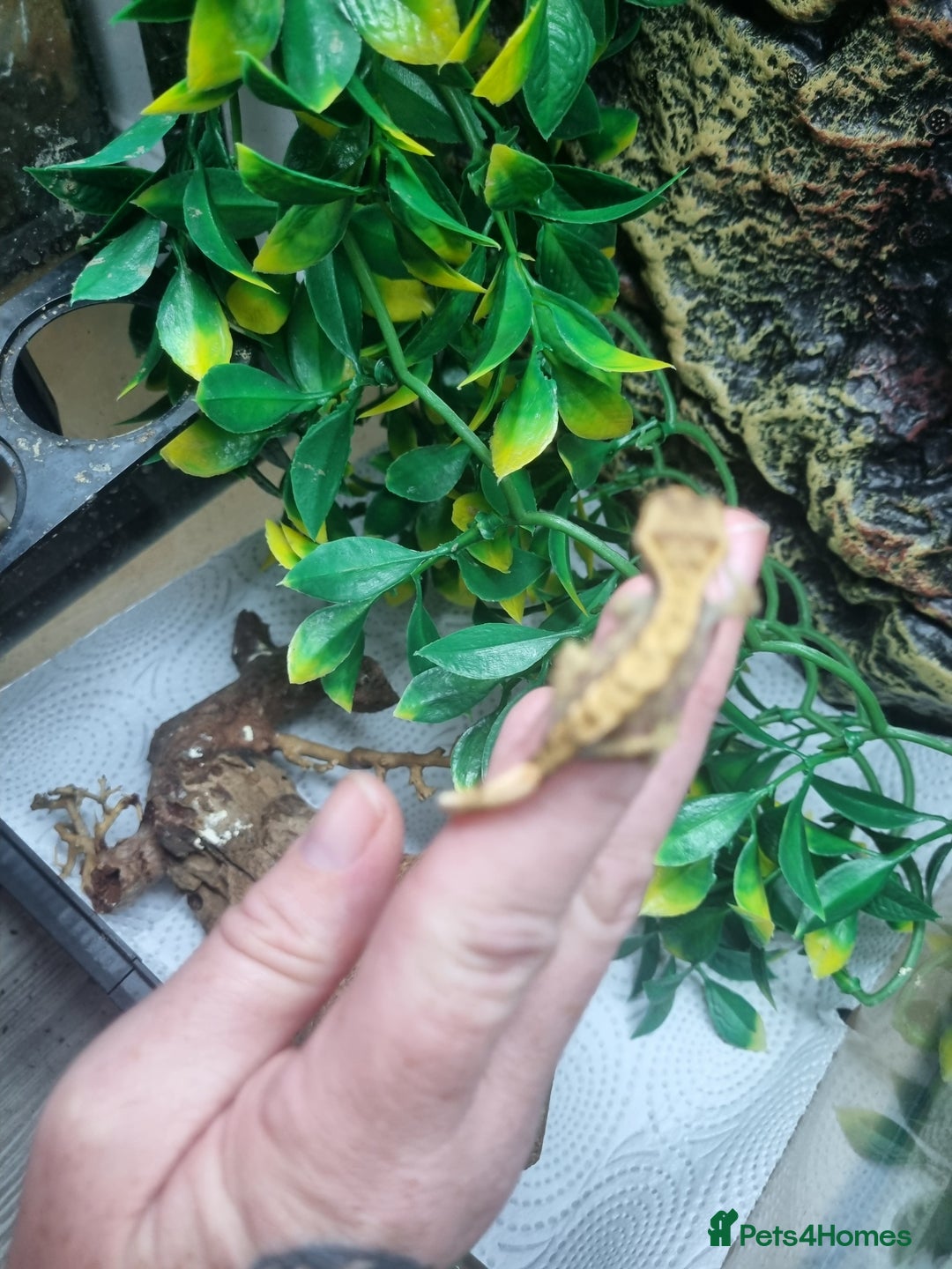 Gecko reptiles for sale: Crested baby gecko - Image 1