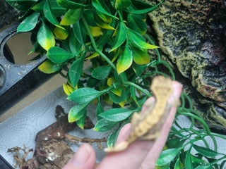 Gecko reptiles - Advert 7