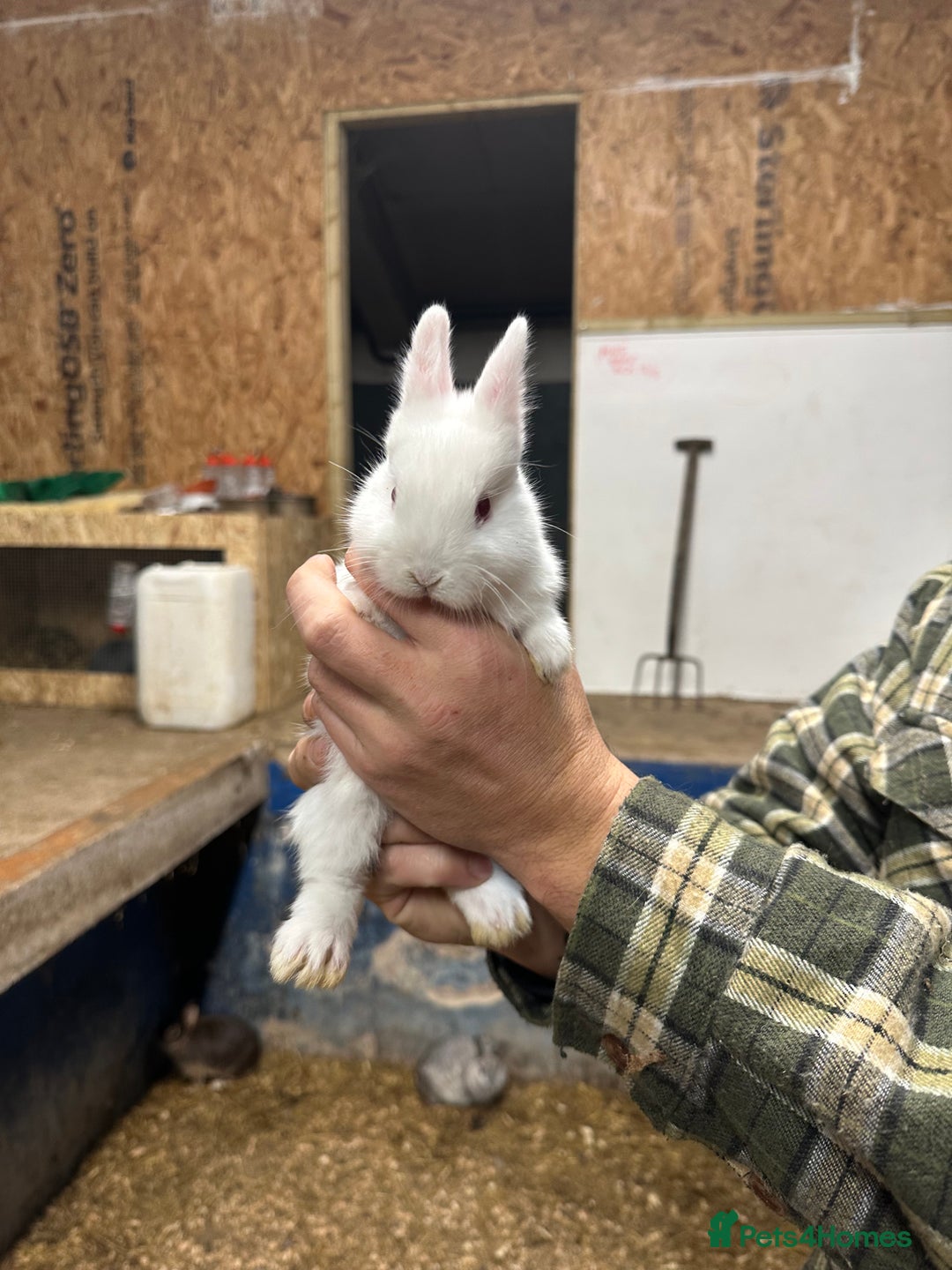 Netherland Dwarf rabbits for sale: Lots of netherland dwarfs for sale - Advert 9