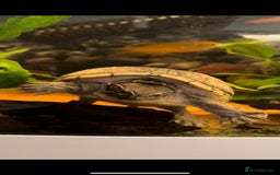 Terrapin reptiles for sale: Terrapin - Image 2