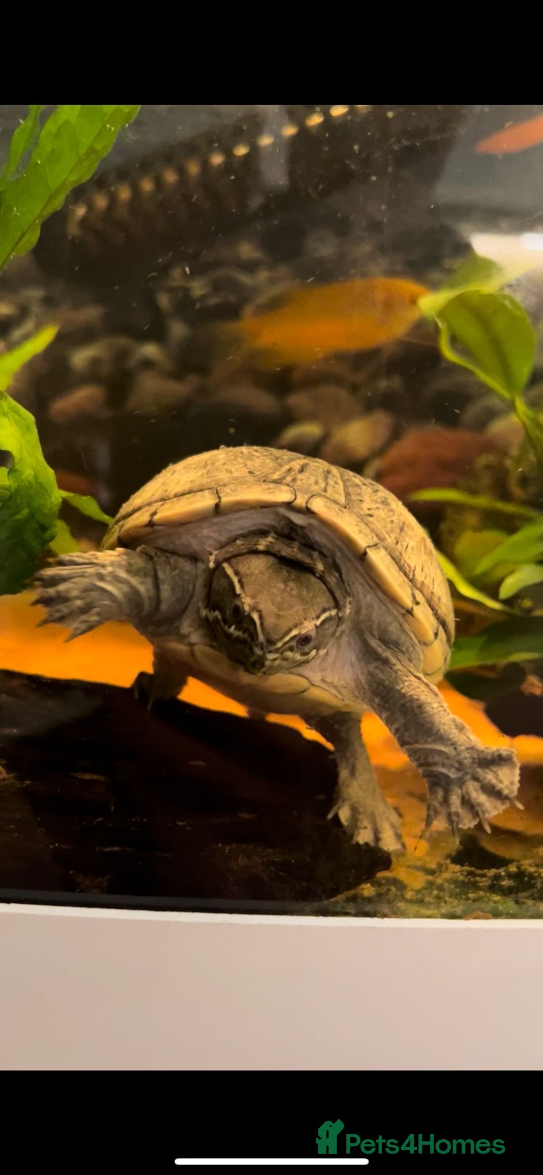 Terrapin reptiles for sale: Terrapin - Image 2