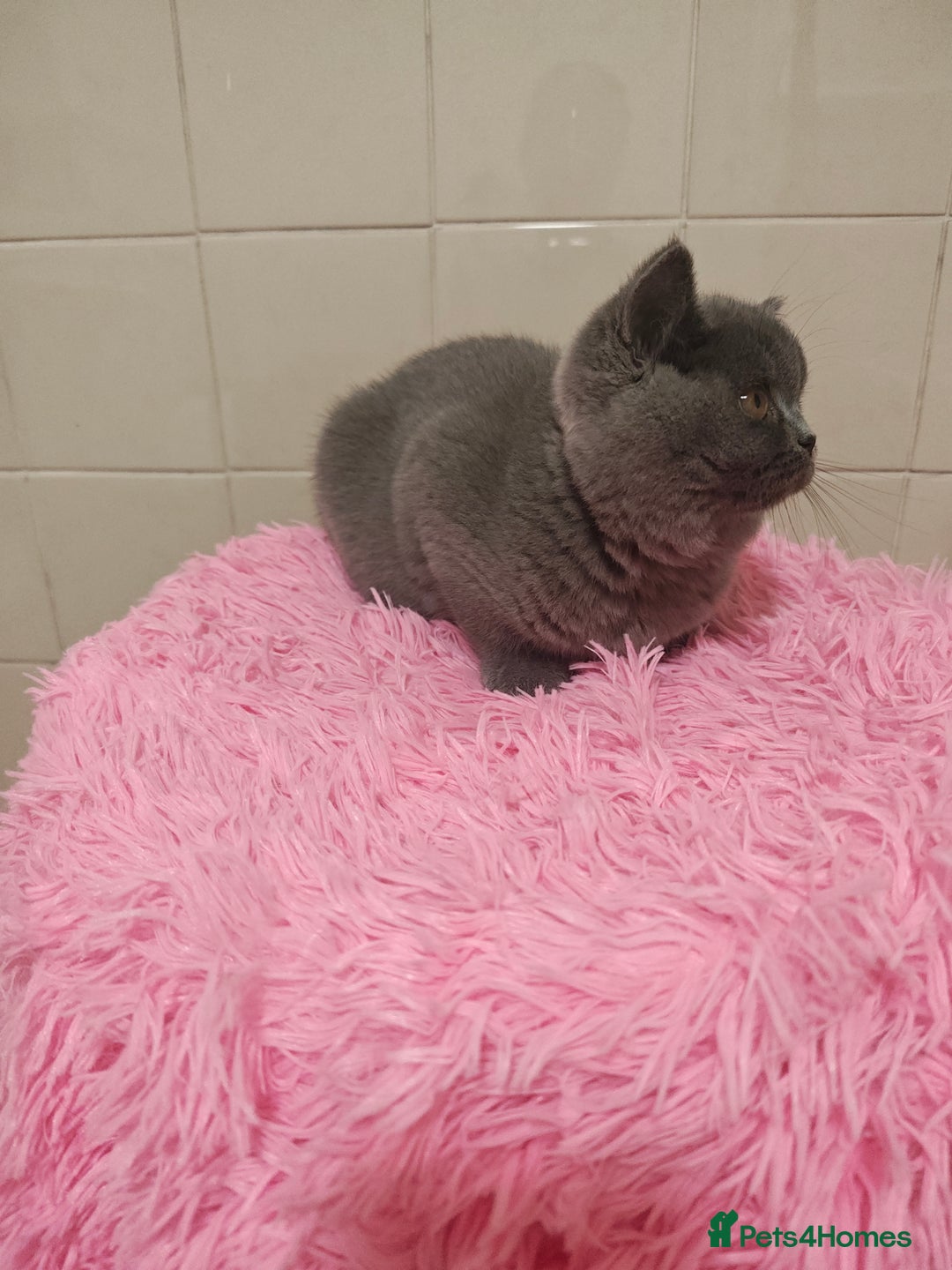 British Shorthair cats for sale: Last blue girl  BSH TICA  registered  - Advert 37