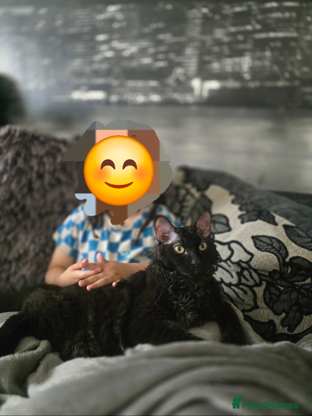 Sphynx cats for sale: Half Sphynx male - Advert 3