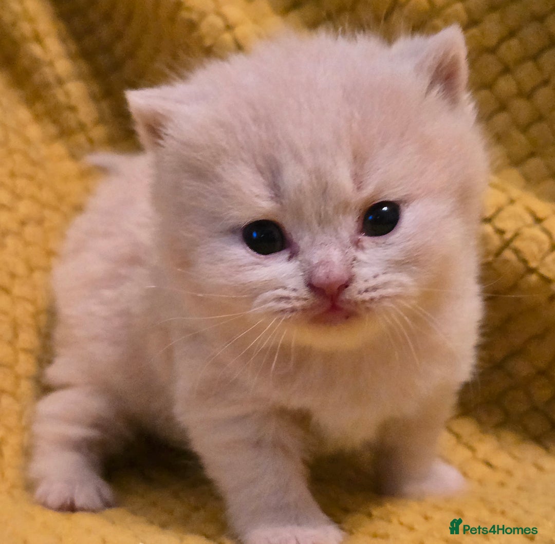British Shorthair cats for sale: TICA registered British shorthair kittens - Advert 32