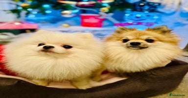 Pomeranian dogs - Advert 1