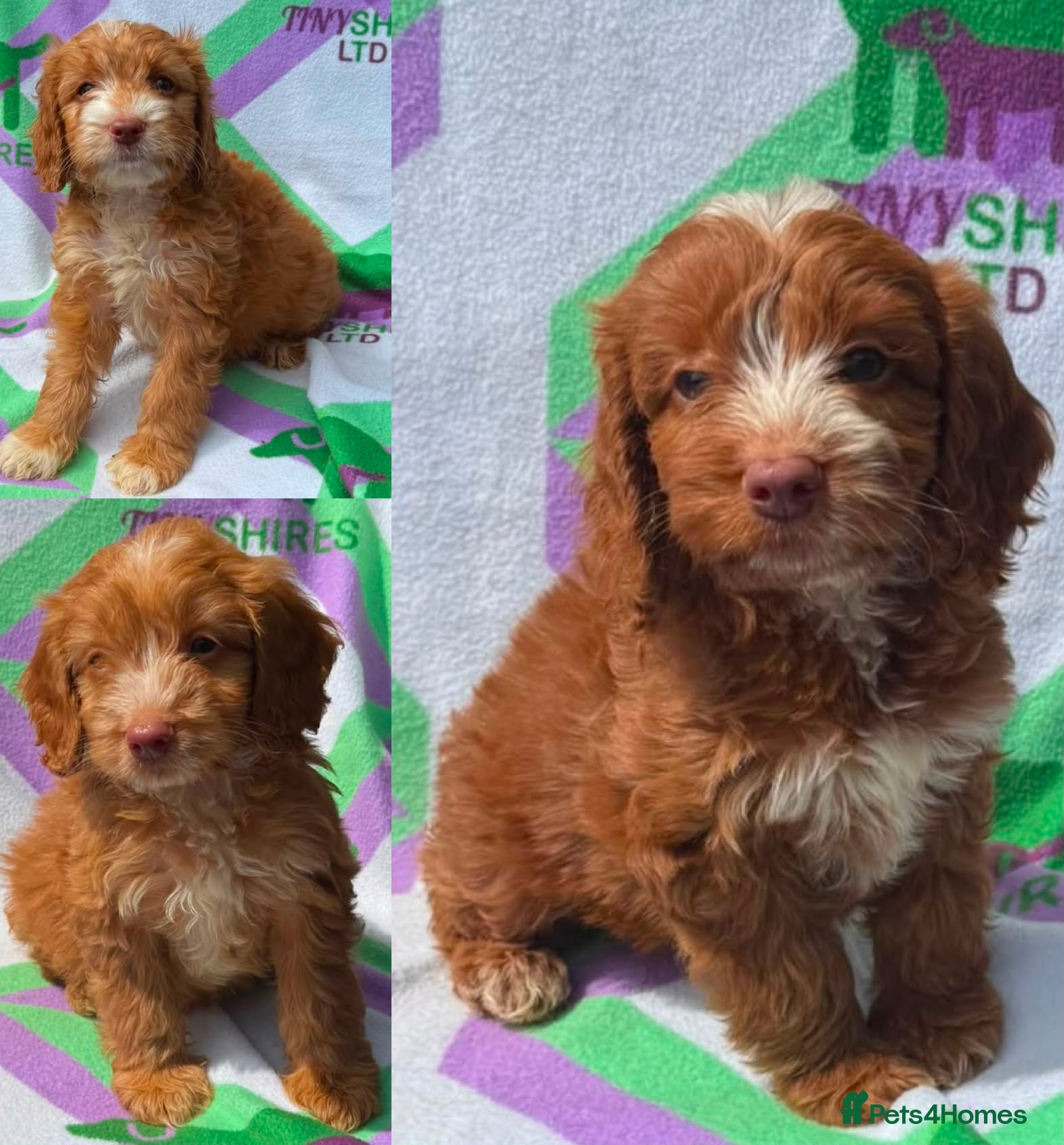 Cockapoo dogs F1 Apricots and fox reds mini cockapoos 30 dna clr - Advert 1