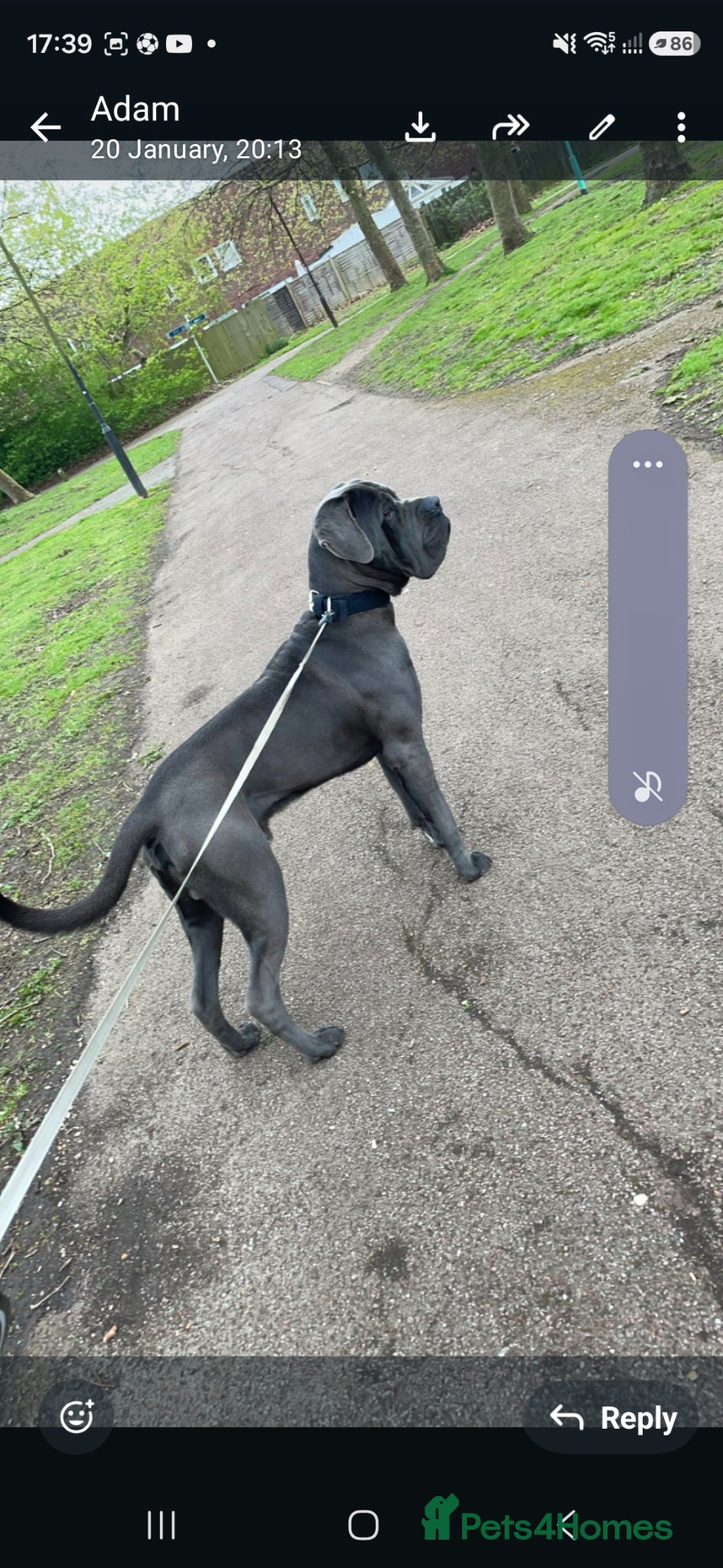 Cane Corso dogs Rehome Zeus - Advert 18