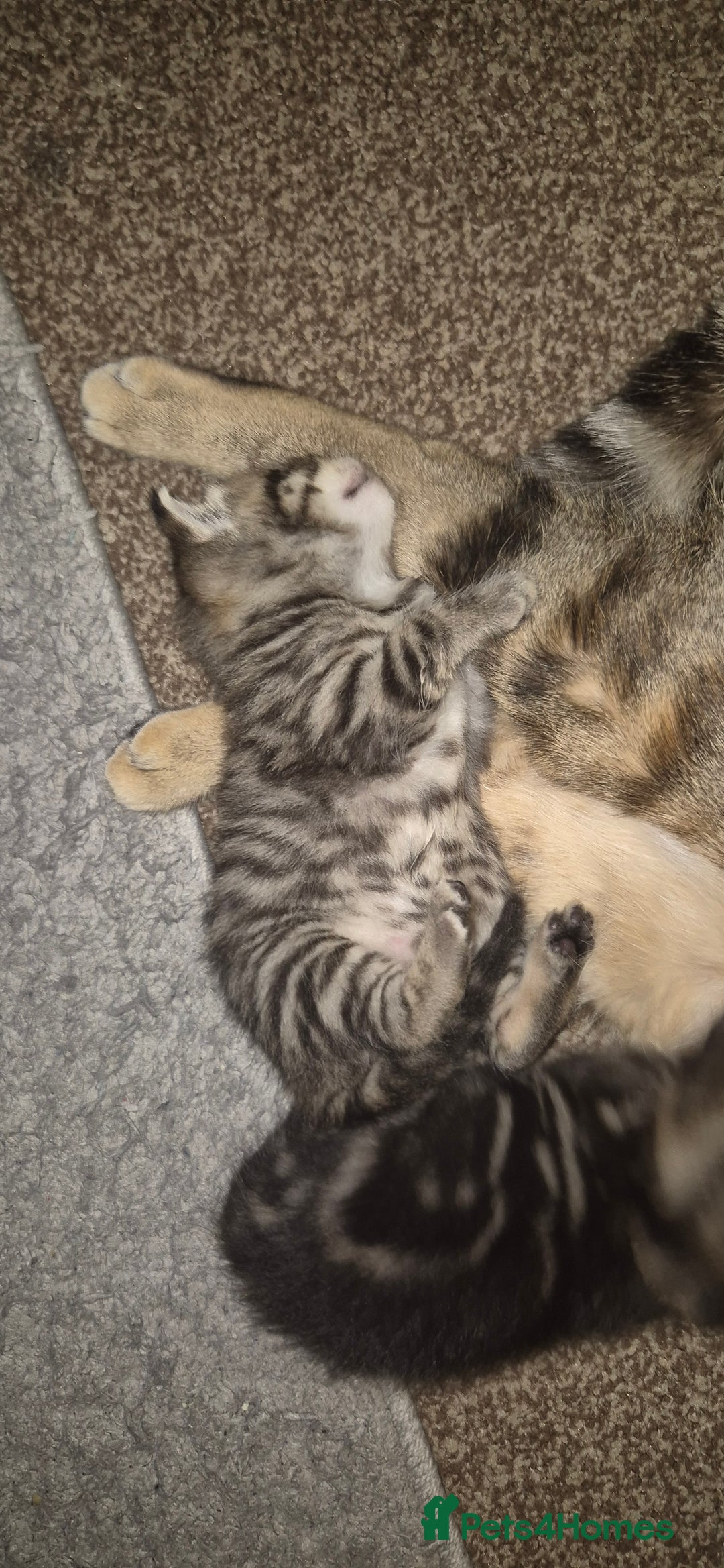 Mixed Breed cats for sale: Tabby/ginger kittens for sale  - Advert 6