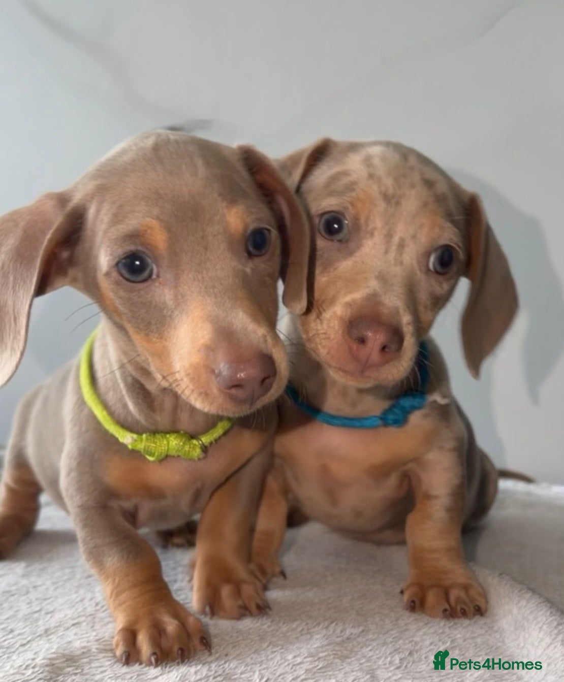 Miniature Dachshund dogs Beautiful Miniature Dachshund Pups  - Advert 8