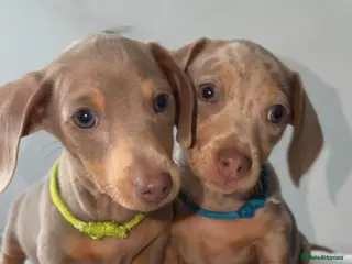 Miniature Dachshund dogs Beautiful Miniature Dachshund Pups - Advert 8