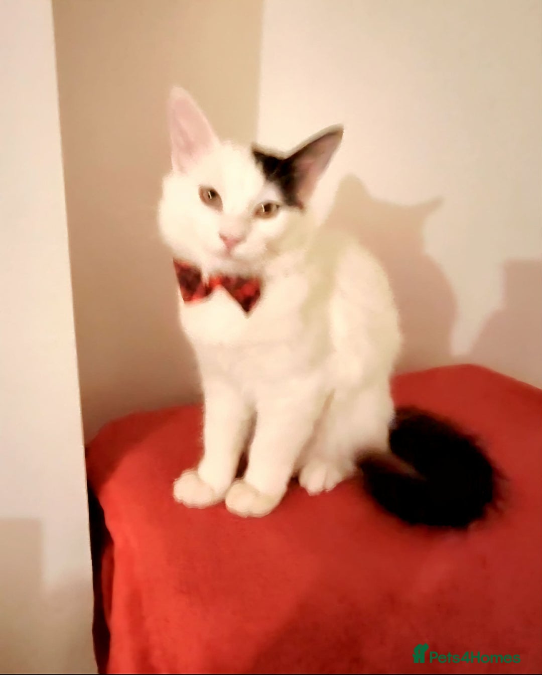 Mixed Breed cats for sale: Ragdoll mix boy - Advert 6