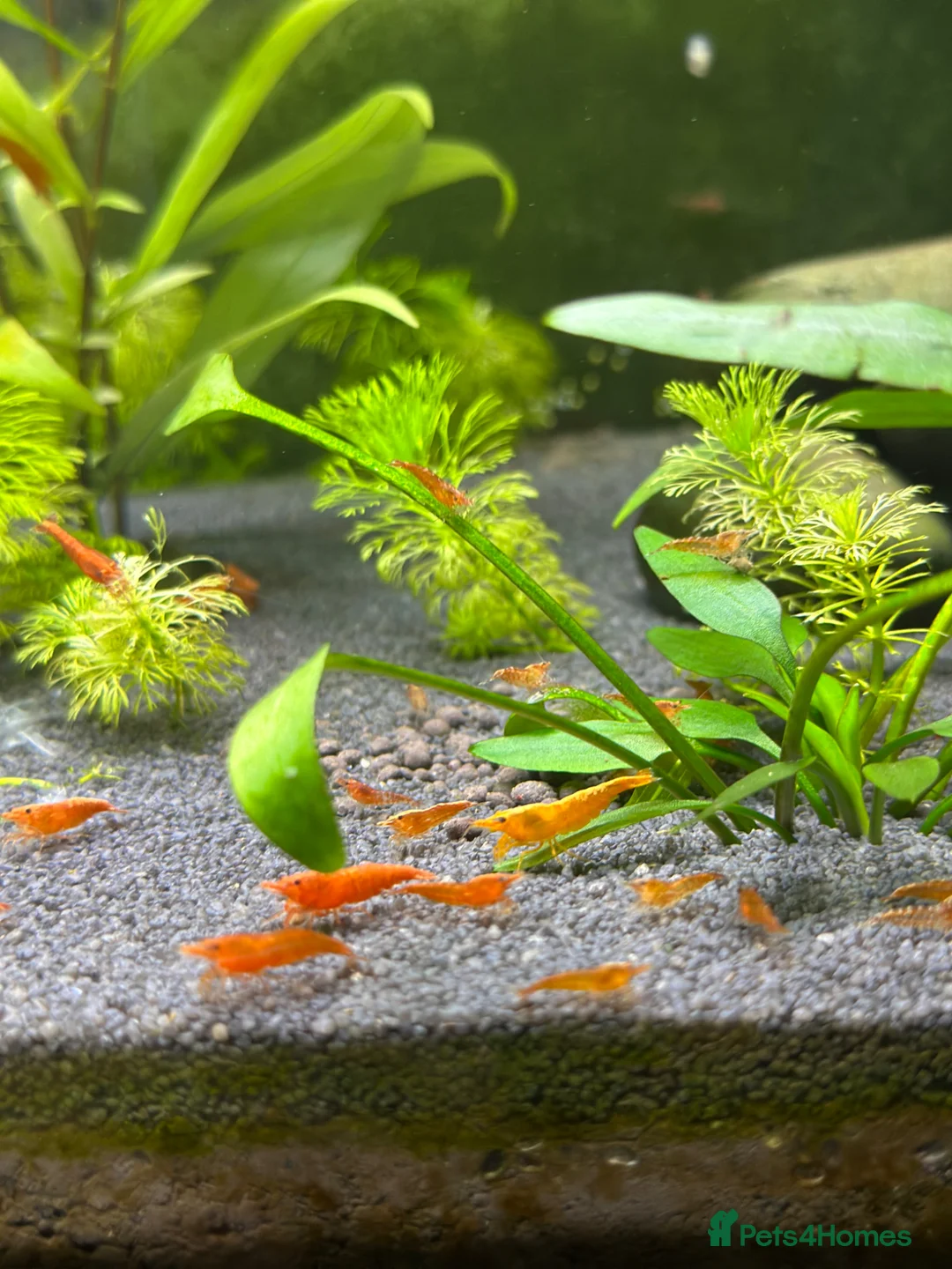 Shrimps fish for sale: Red, Orange and Blue shrimp for sale.  - Advert 6