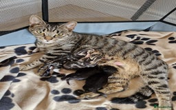 Mixed Breed cats for sale: 3 mixed tabby kittens. - Image 9