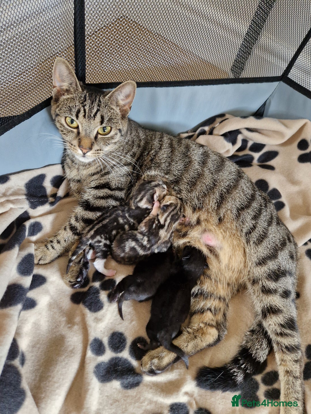 Mixed Breed cats for sale: 3 mixed tabby kittens. - Image 9