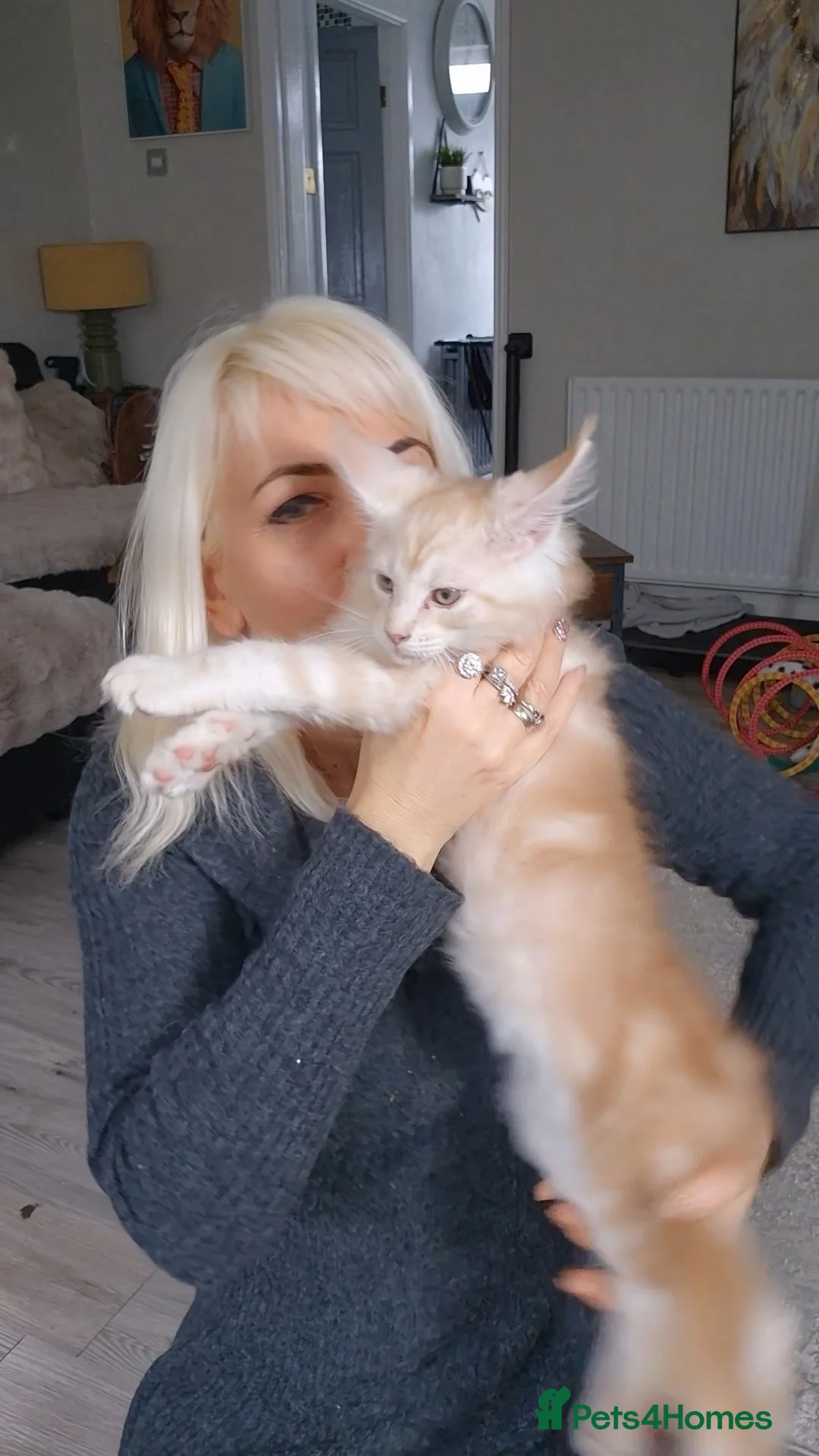 Maine Coon cats for sale: Beautiful Maine Coon boys . - Advert 23