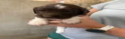 English Springer Spaniel dogs for sale: Springer spaniel puppies  - Advert 8