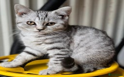 British Shorthair cats for sale: British Shorthair Kittens For Sale - Image 5