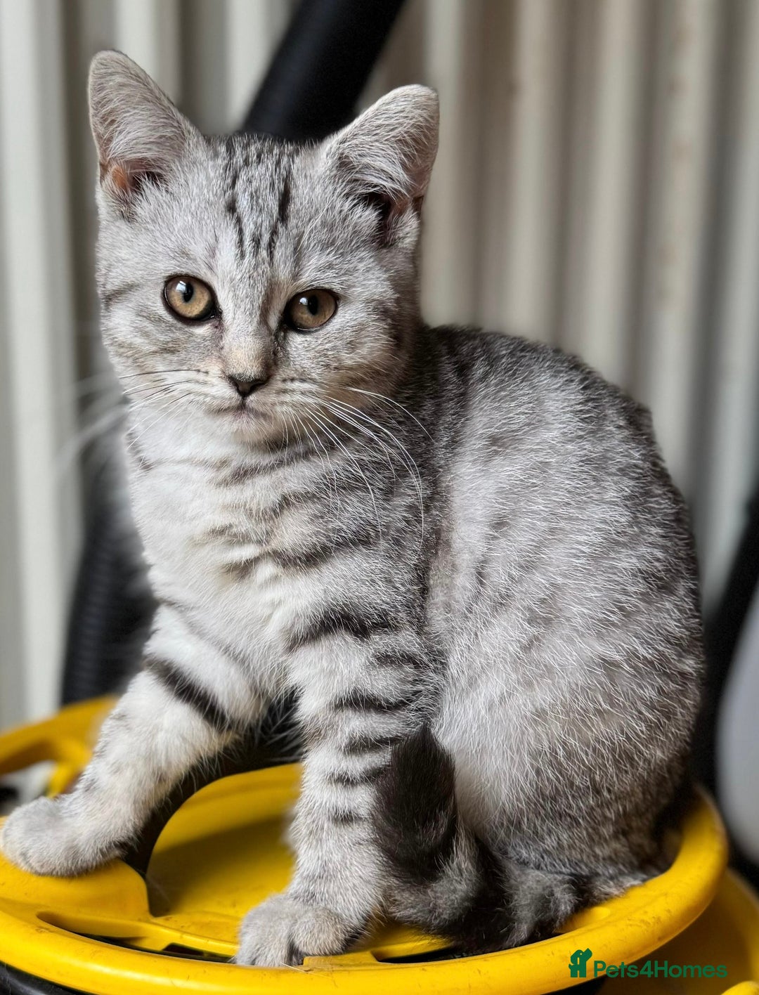 British Shorthair cats for sale: British Shorthair Kittens For Sale - Image 5