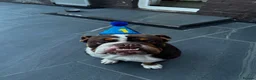 English Bulldog dogs for sale: Rolo - English bulldog  - Advert 5