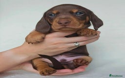 Miniature Dachshund dogs for sale: Active miniature Dachshund puppies. - Image 1