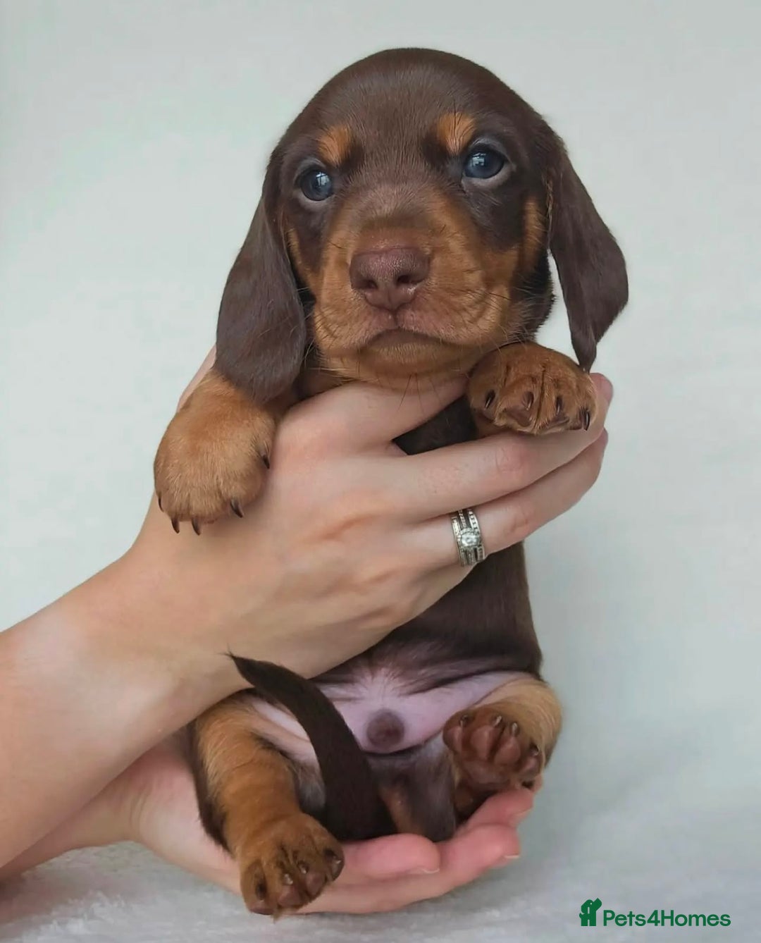 Miniature Dachshund dogs for sale: Active miniature Dachshund puppies. - Image 1
