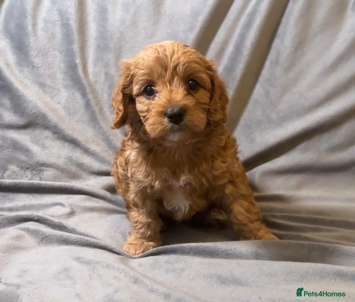 Cavapoo Puppy 1 Boy
