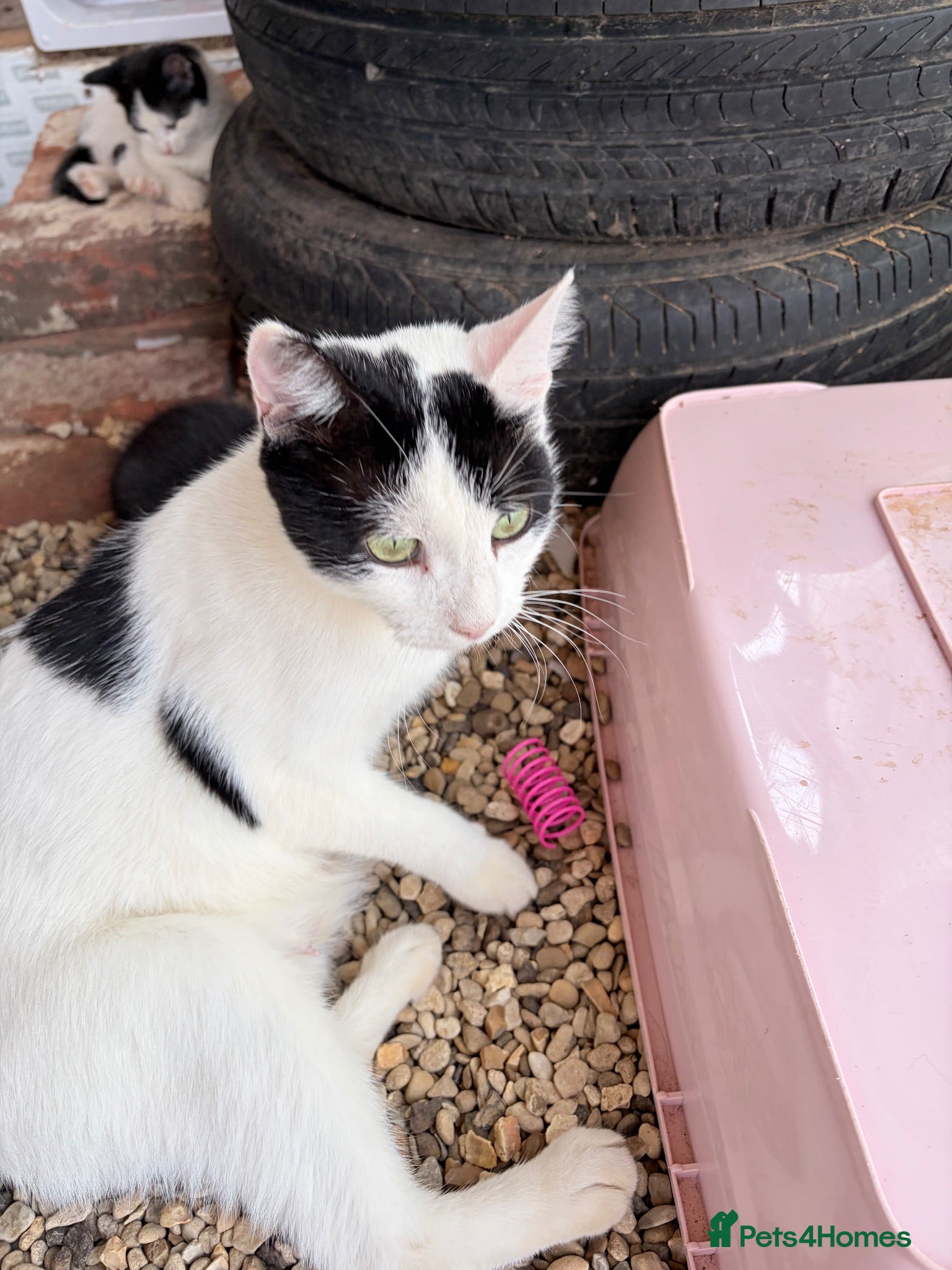 Mixed Breed cats Rescue Cat and her 3 adorable kittens need homes. - Advert 1