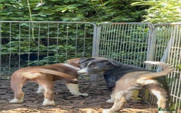 Border Collie dogs for sale: Border collie puppies ** Ready to Leave ** - Image 20