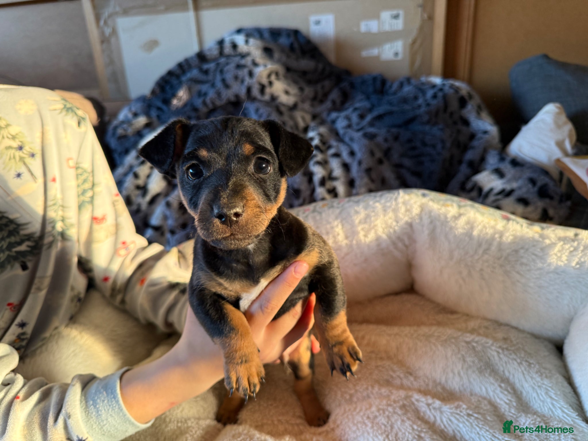 Jack Russell dogs Beautiful small bred Jack Russell puppies  - Advert 1