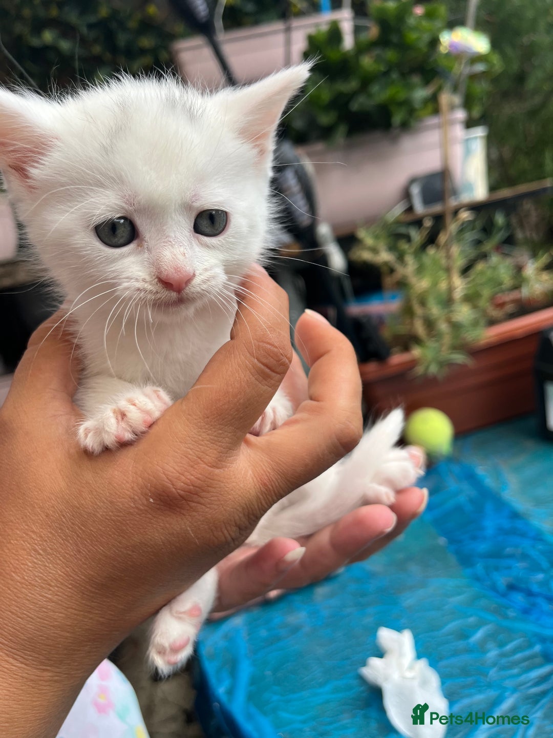 Siamese cats for sale: 5 Siamese and Turkish Angora kittens - Image 7