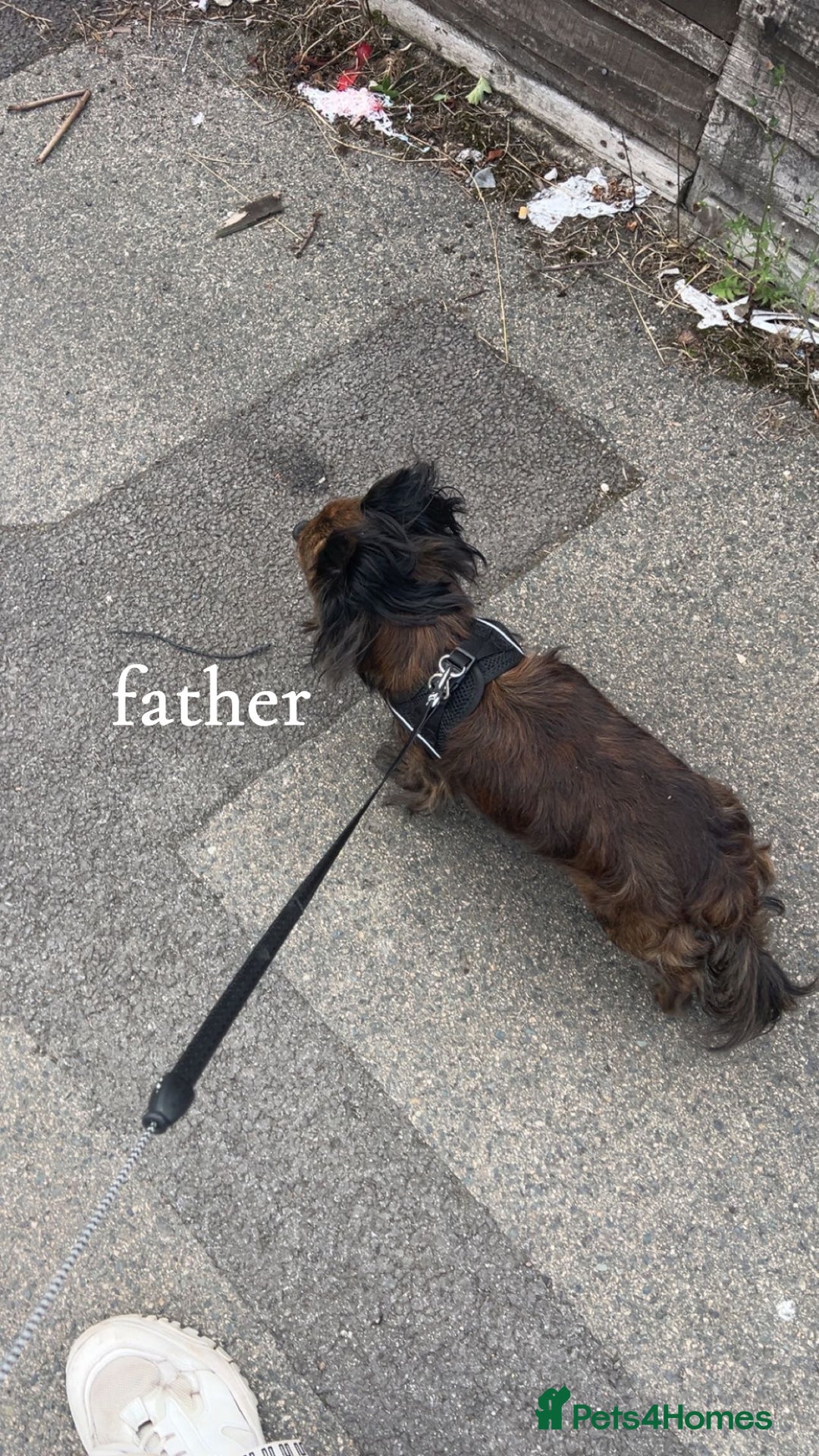 Chihuahua dogs for sale: Tigerbrindle Chihuahua for sale 17 weeks old  - Image 4