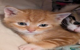 Mixed Breed cats for sale: Mixed breed maine coon  - Image 11