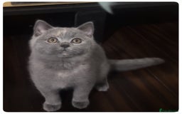 British Shorthair cats for sale: GCCF registered British shorthair female kitten - Image 1