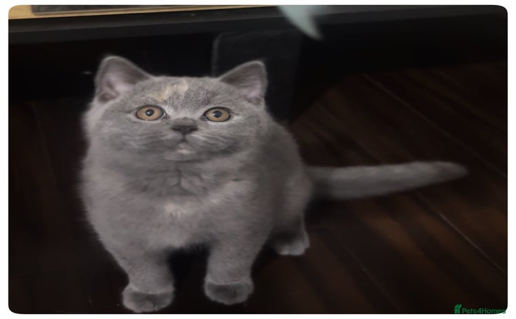 British Shorthair cats - Advert 3