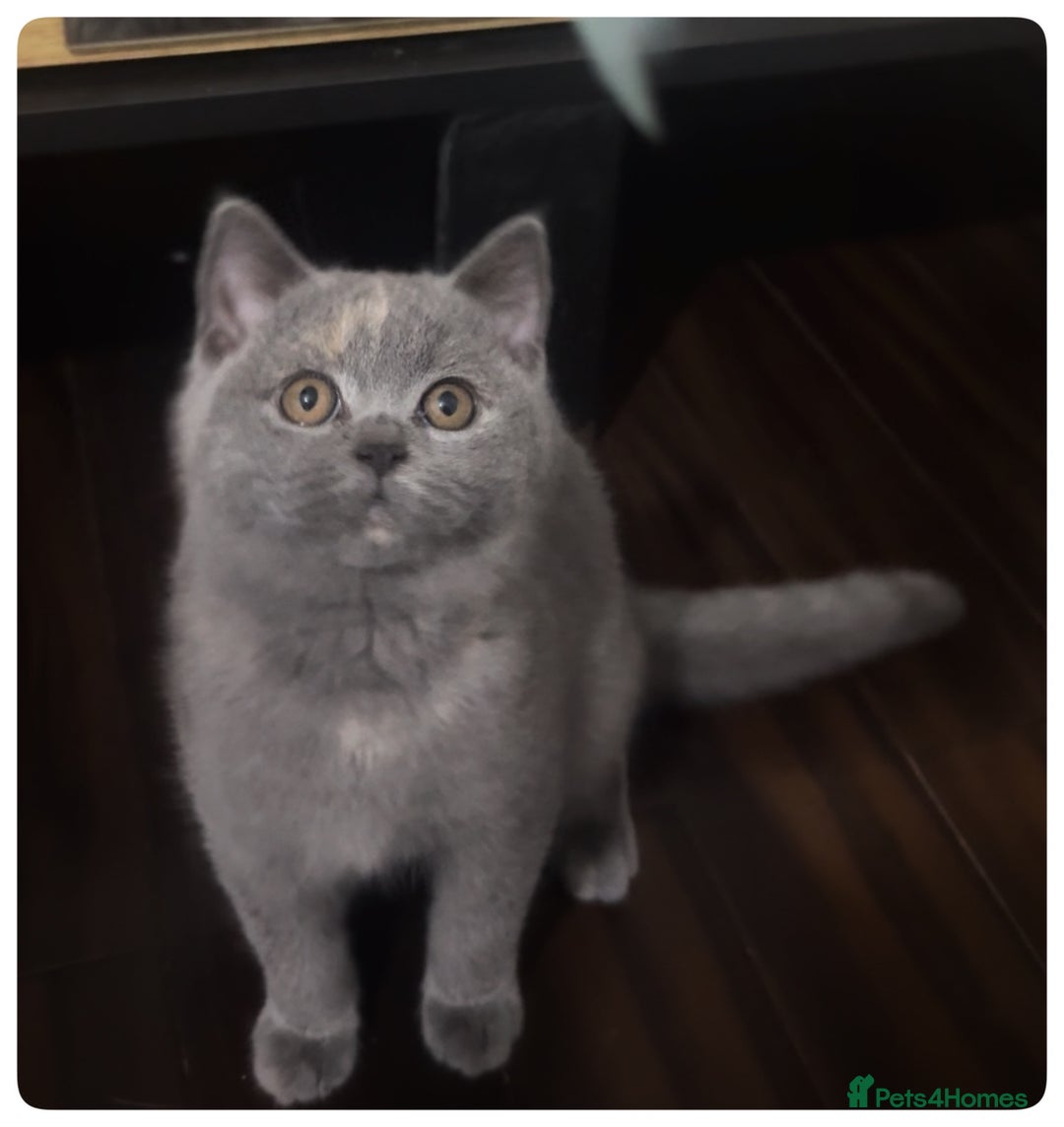 British Shorthair cats for sale: GCCF registered British shorthair female kitten - Image 1